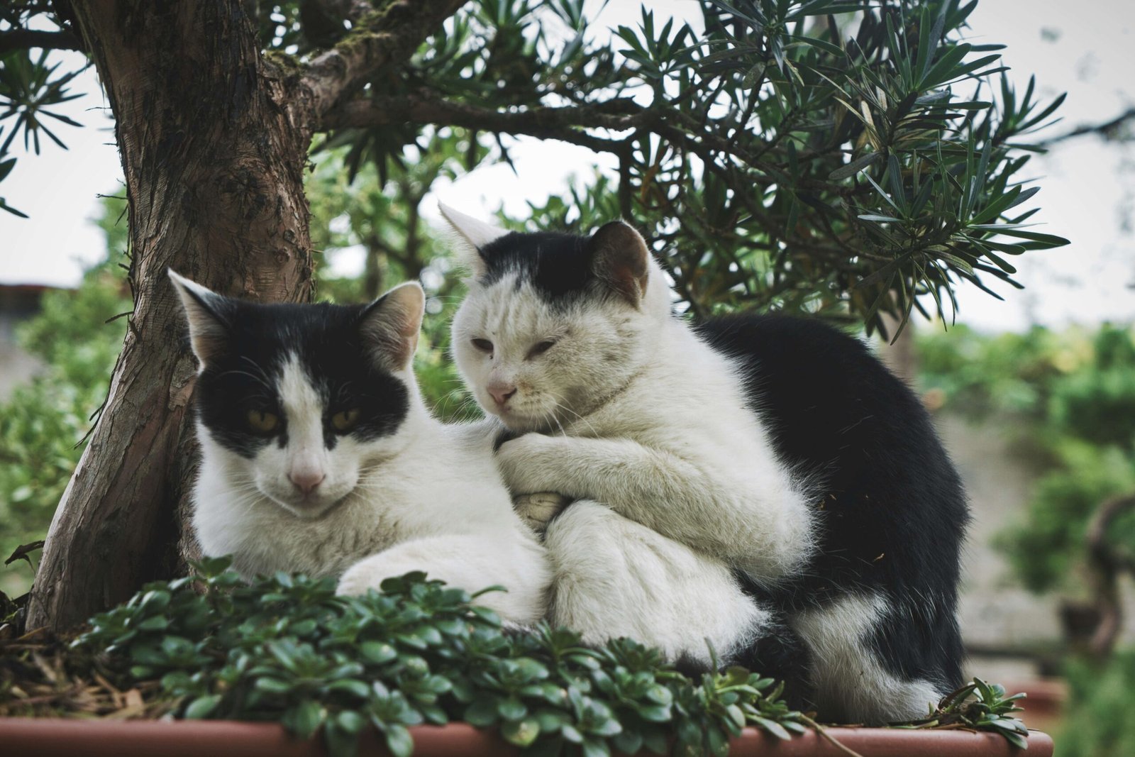 Understanding Flea Eggs on Cats: Best 7 Health Tips!