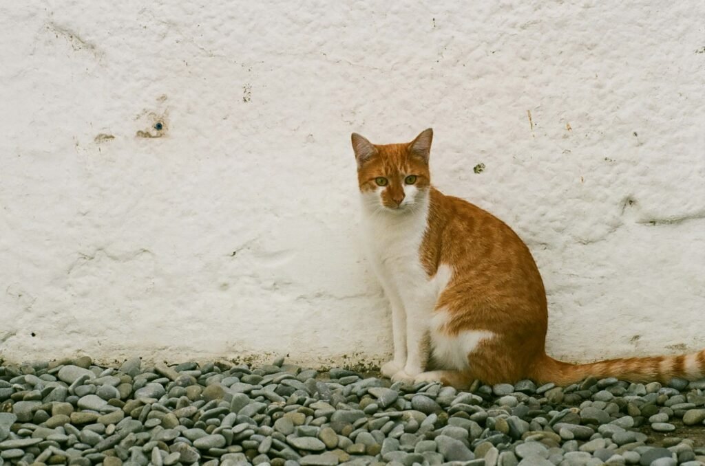 Why Do Cats Chase Their Tails? Best 7 Behavior Tips!