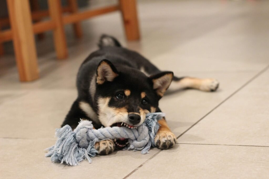 Playful Dog Breeds: Best 7 Expert Tips!