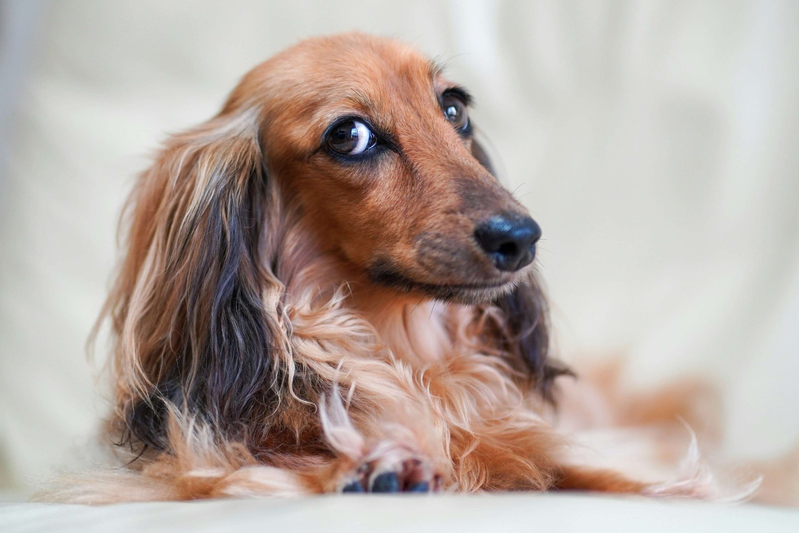Can My Dog Eat Black Beans? Best 7 Health Tips!