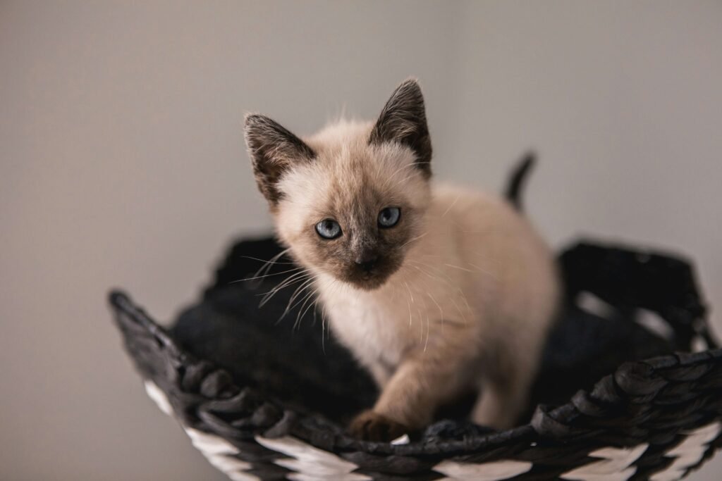 How Long Can You Leave a Cat Alone? Best 7 Expert Tips!