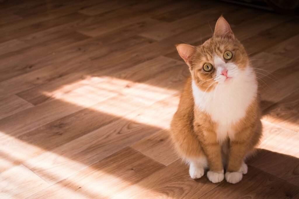 Finding the Best Cat Litter for Odor Control: Best 7 Tips!