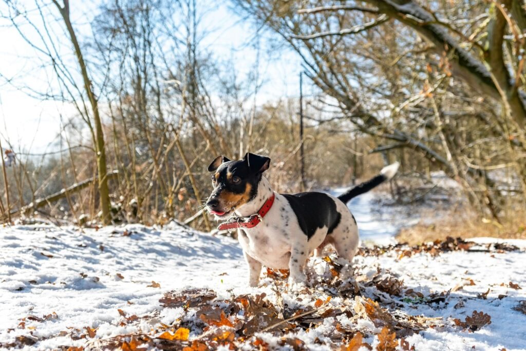 Why a Dogs Limp Improves with Movement: Best 7 Health Tips!