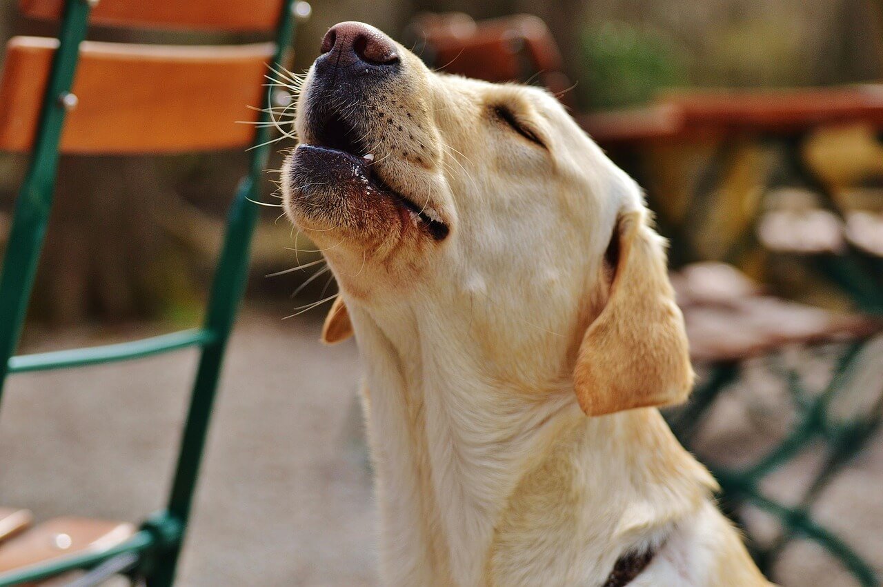 Can Dogs Eat Yogurt? Best 7 Health Tips!