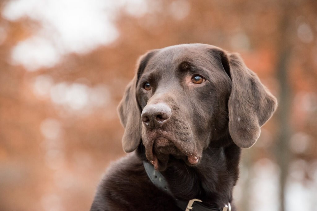Best Dog Breeds for First-Time Owners: Best 7 Expert Tips!