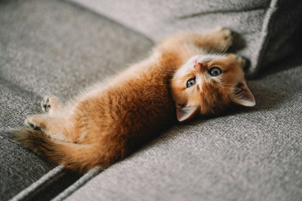 Why Does My Cat Get Eye Boogers Every Day? Best 7 Tips!