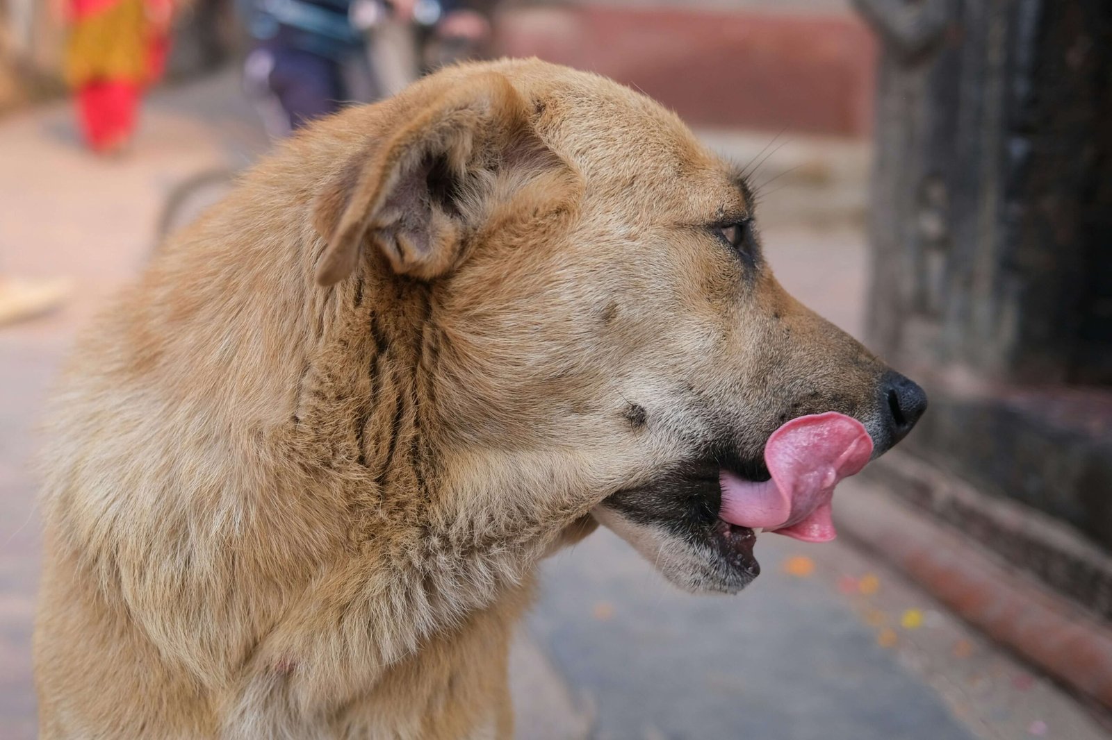 Dog Losing Hair Around Eyes: Best 7 Expert Tips!
