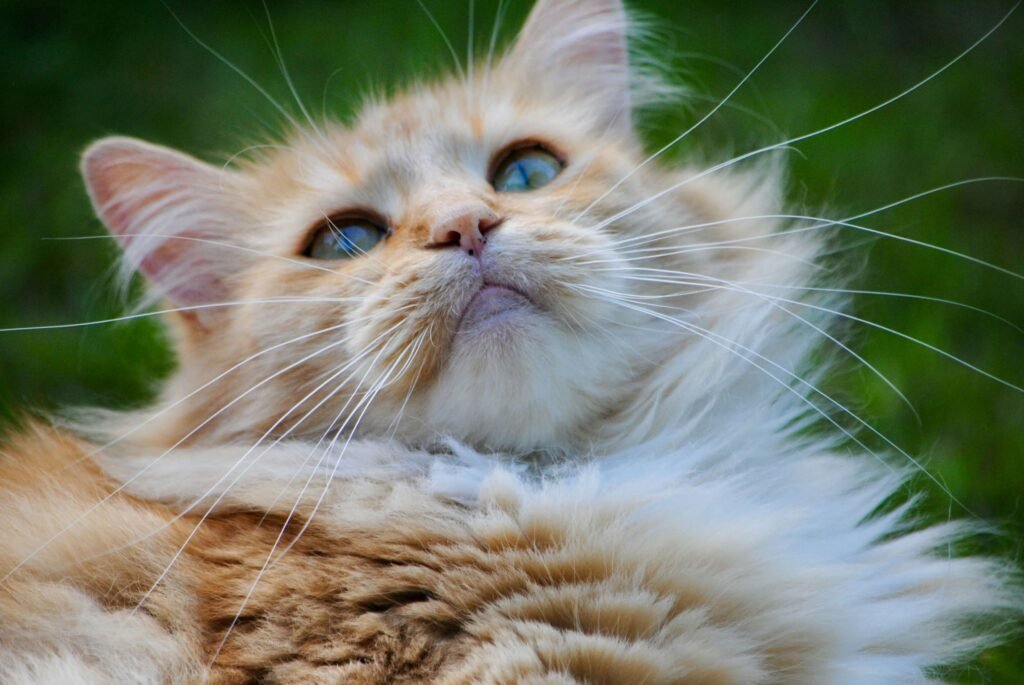 Why Is My Cat Not Drinking Water? Best 7 Health Tips!