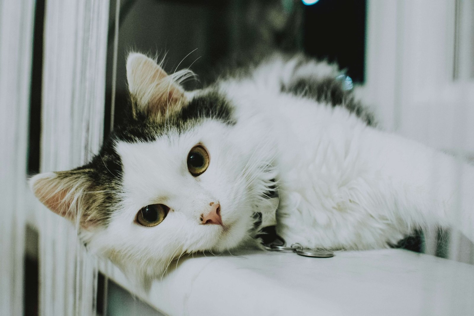 Why Do Cats Roll Around on the Ground? Best 7 Behavior Tips!