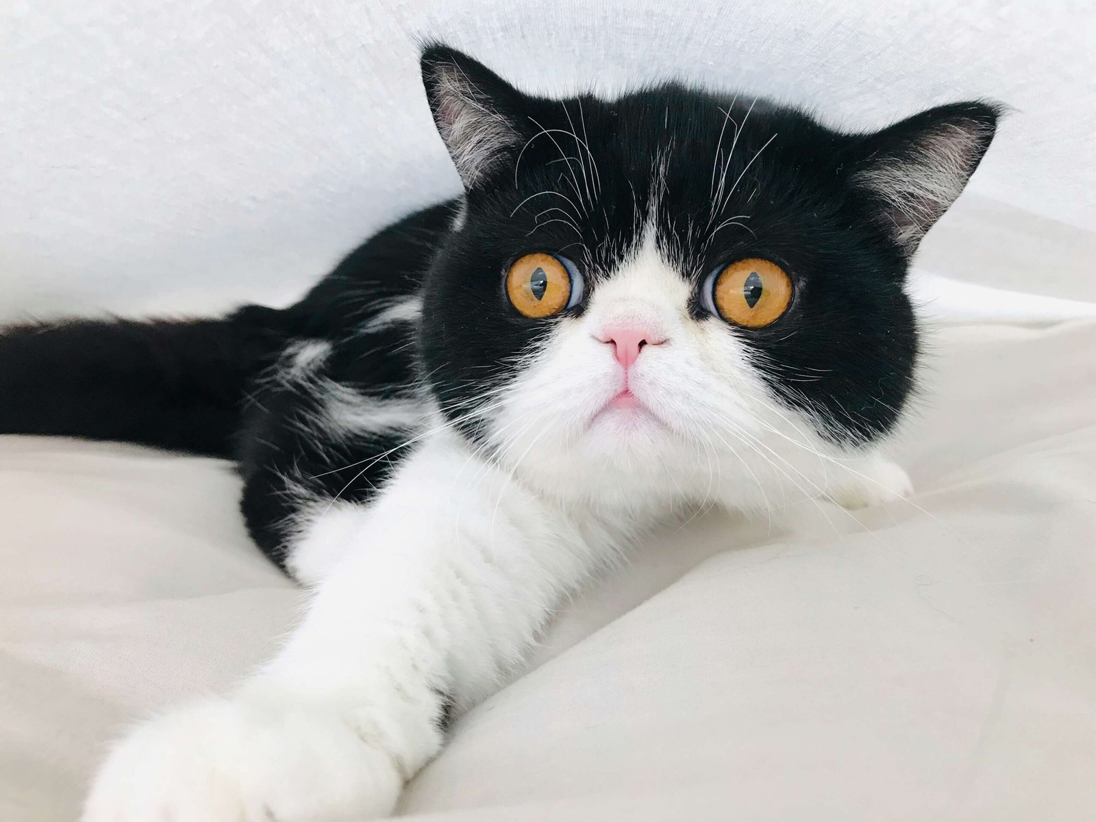 Why Is My Cat Itching and Licking So Much? Best 7 Tips!