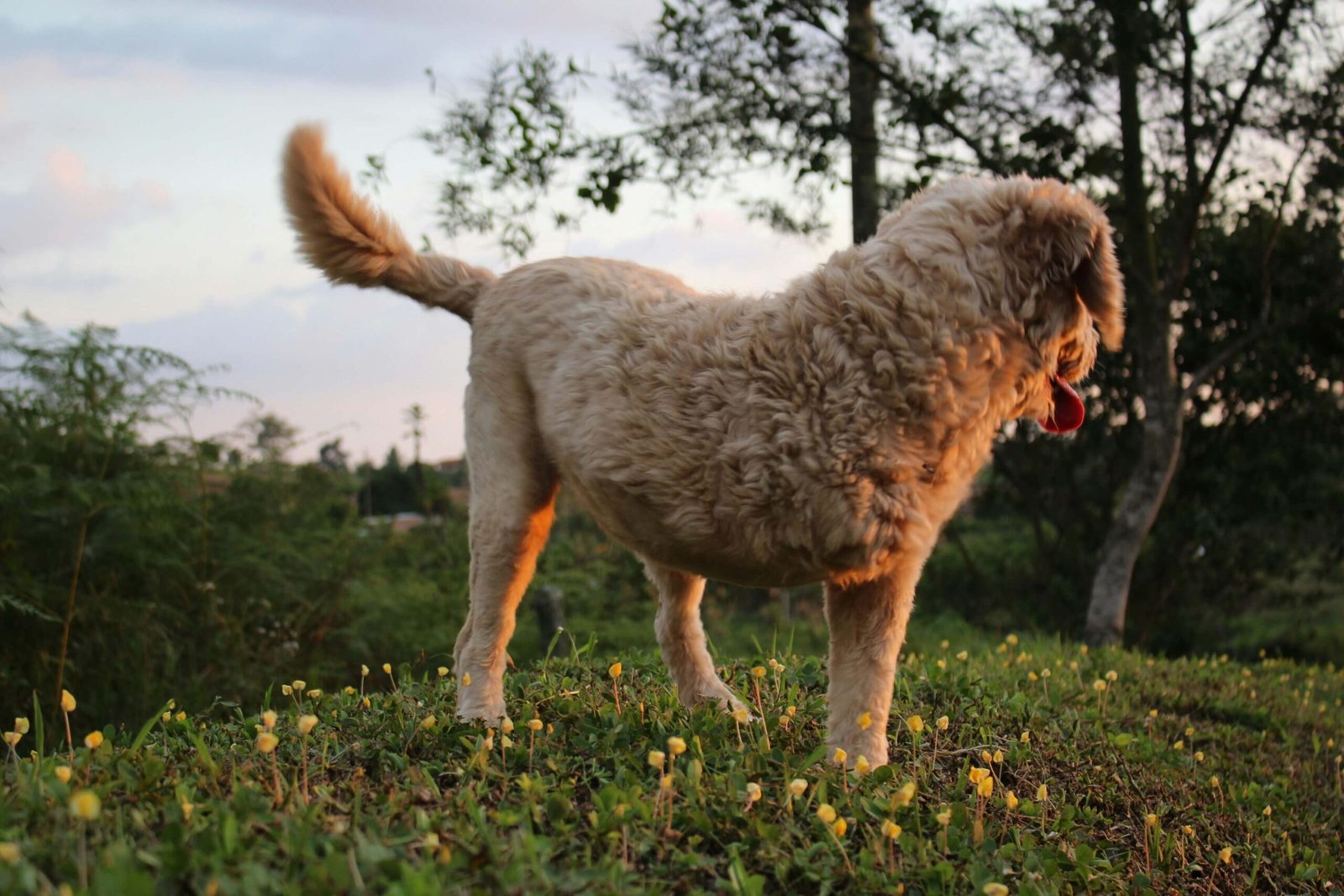 What to Expect from a Female Dog After Mating: Best 7 Tips!