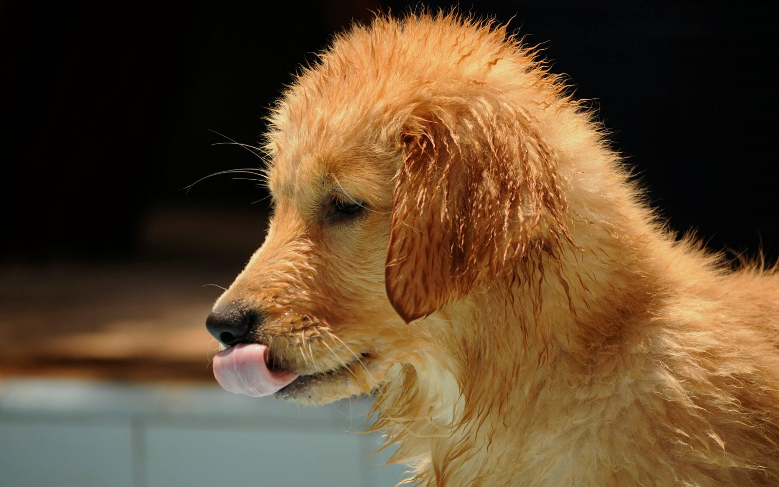 Understanding the Dog Spleen: Best 7 Expert Tips!