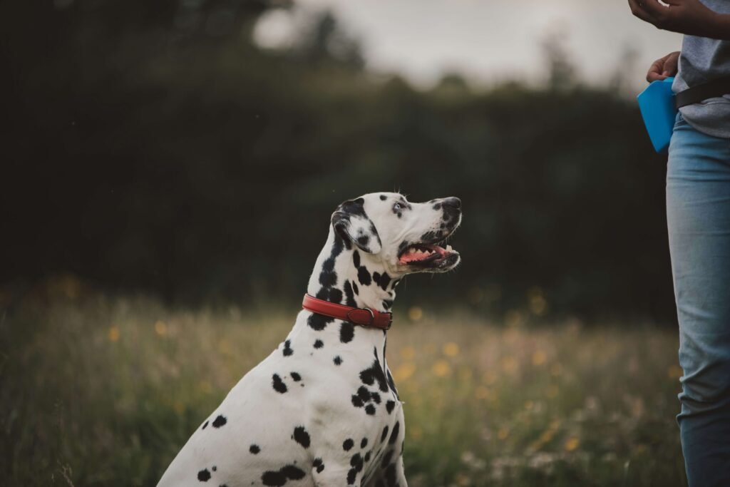 What Does a Red Collar on a Dog Mean? Best 7 Expert Tips!