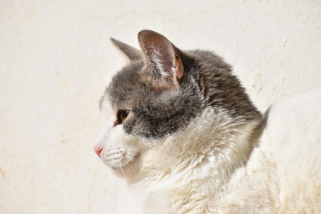 Cats Sleeping with Their Eyes Open: Best 7 Expert Tips!