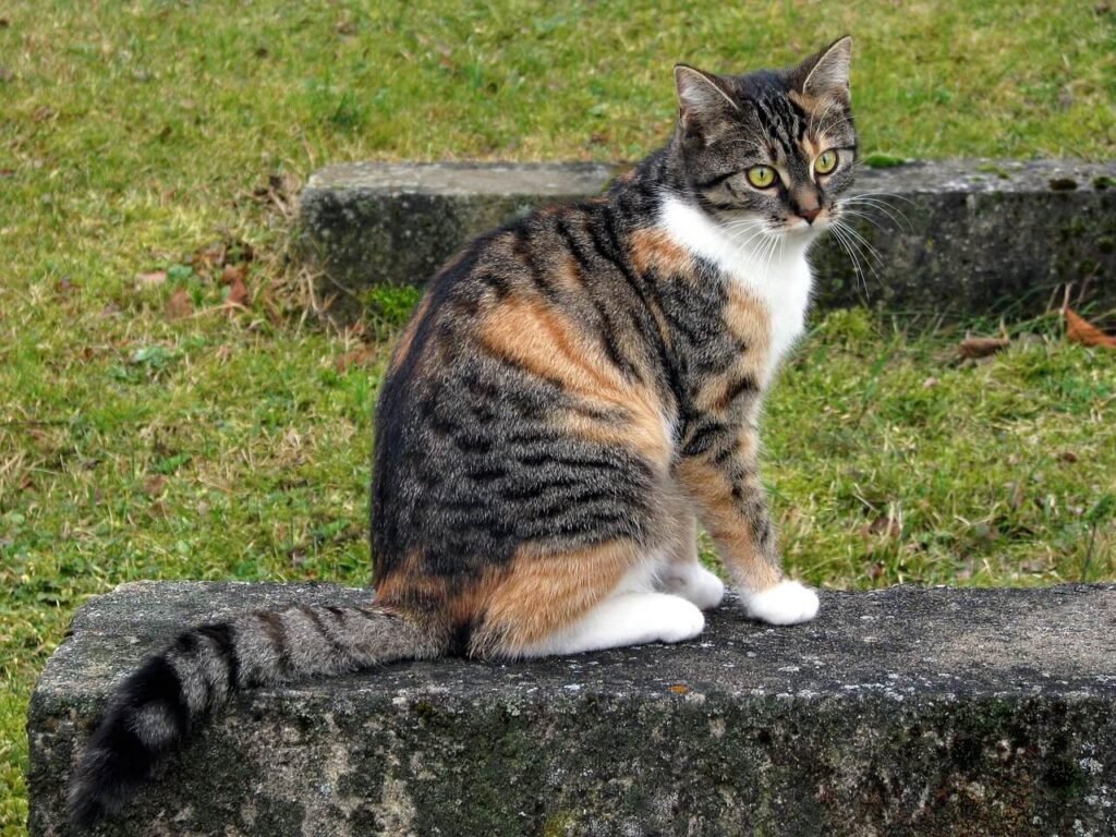 Why Is My Cat Suddenly Clingy? Best 7 Behavior Tips!