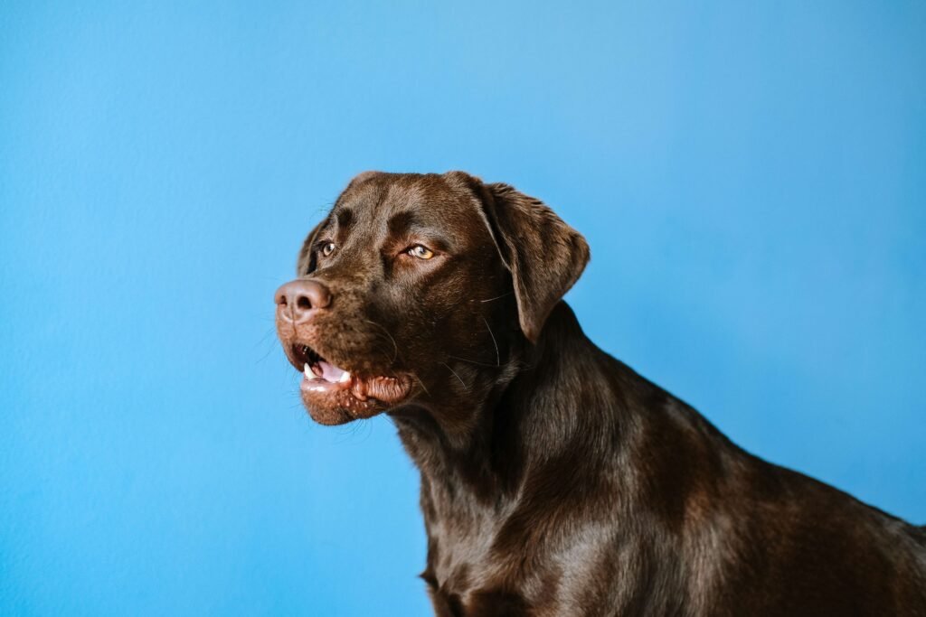 Why Does My Dog Lick My Ears? Best 7 Behavior Tips!