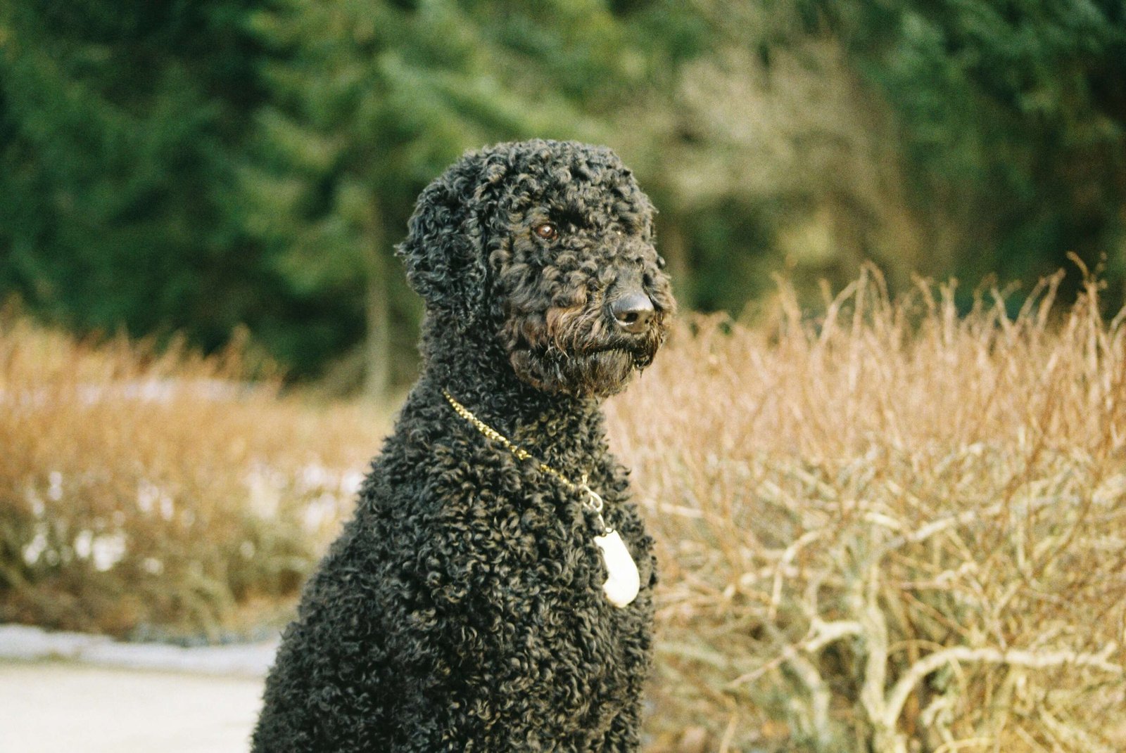 Dog Neck Pain Home Treatment: Best 7 Expert Tips!
