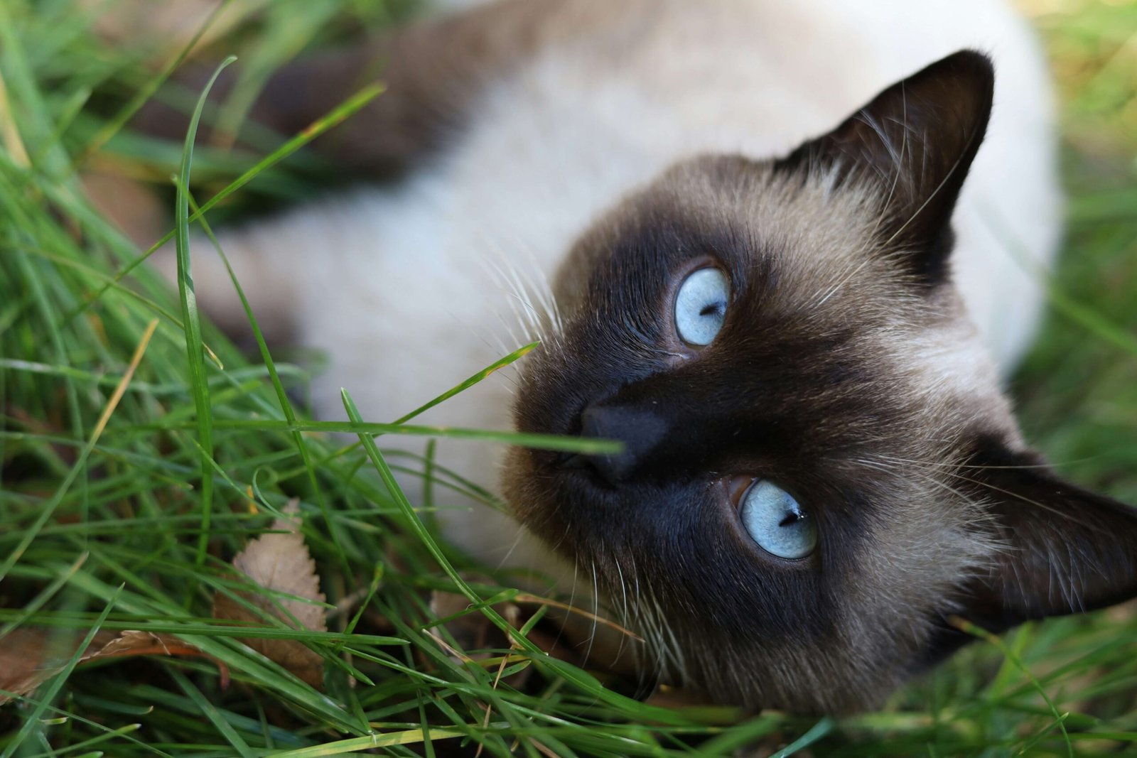 Understanding Cat Heart Murmurs: Best 7 Health Tips!