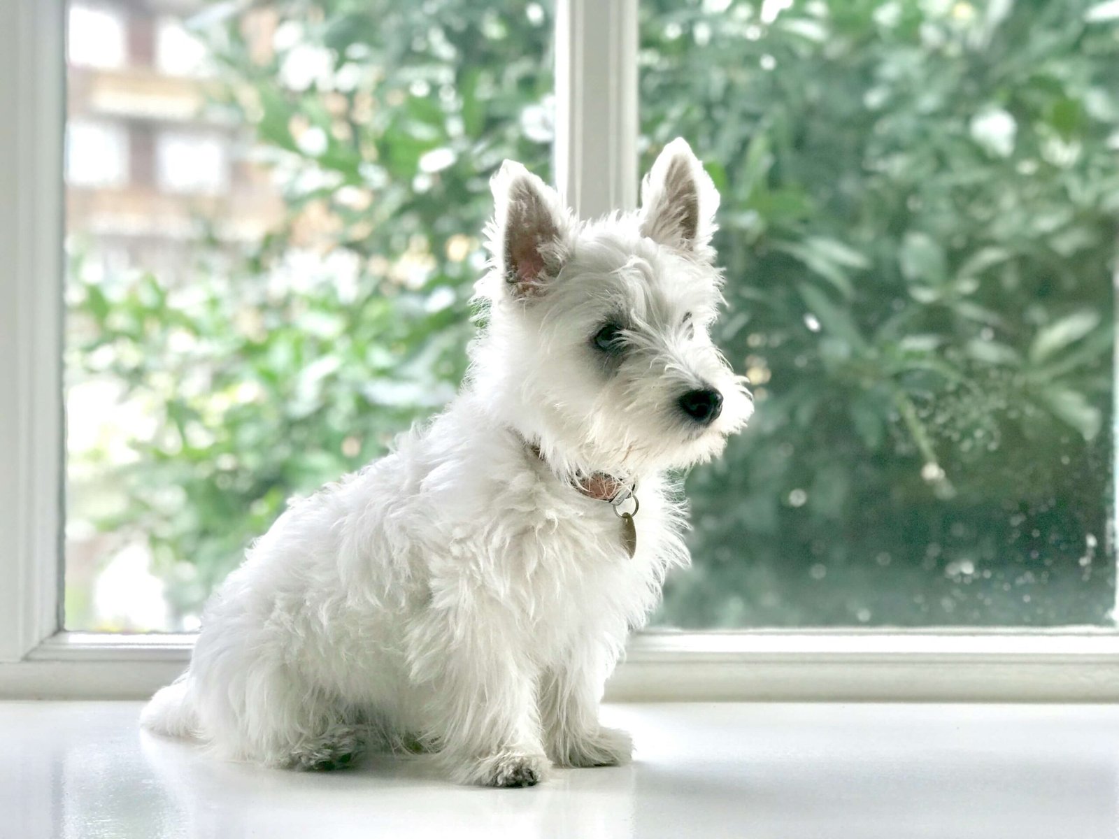 How to Get Dog Poop Smell Out of Your House: Best 7 Tips!