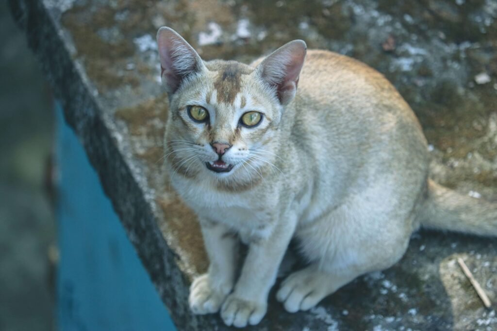 Burmese Cat Colors: Best 7 Expert Tips!