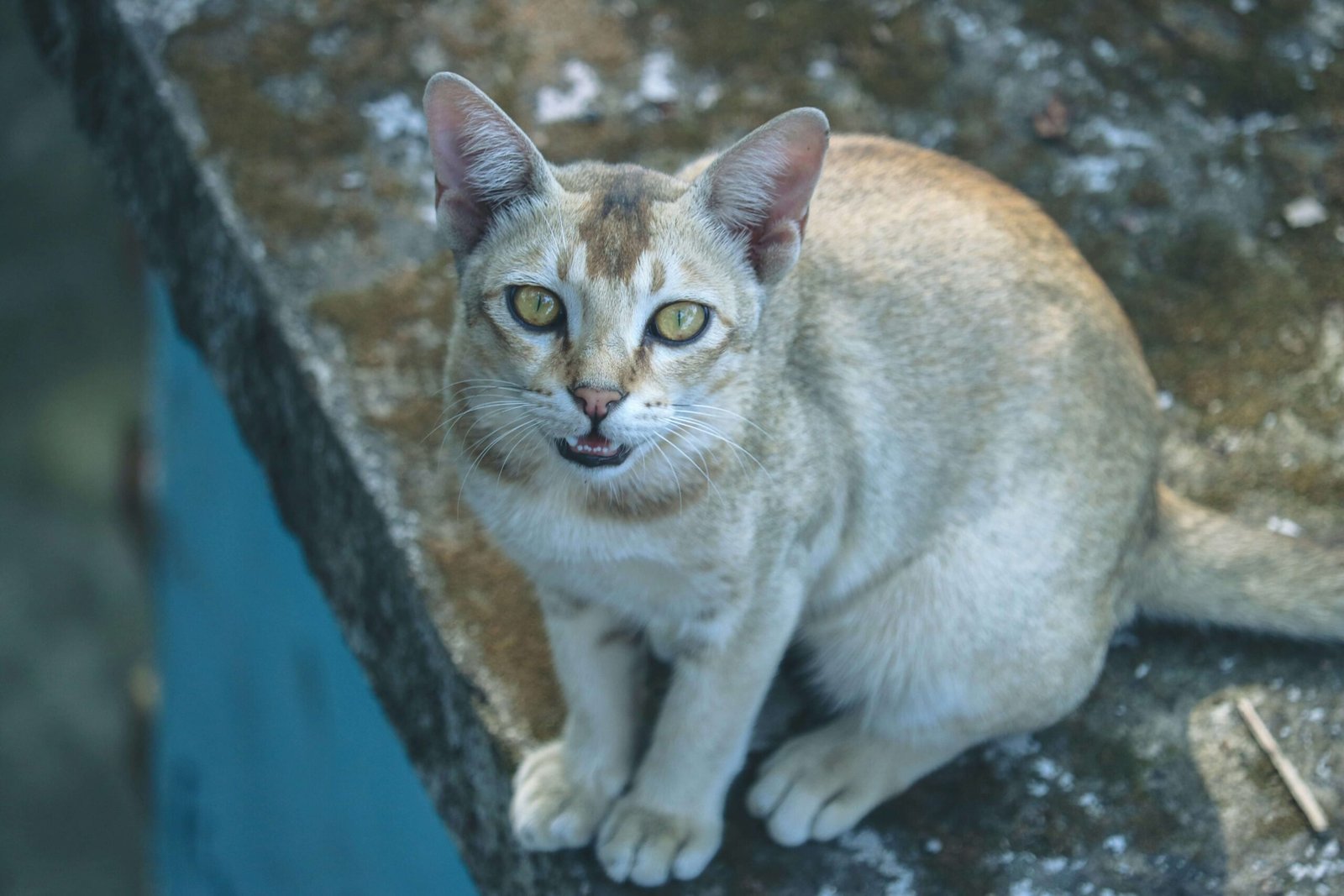Burmese Cat Colors: Best 7 Expert Tips!