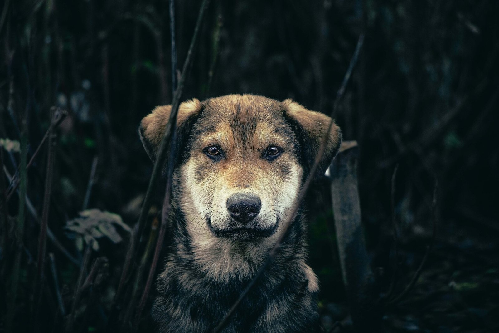 Understanding Dog Mouth Anatomy: Best 7 Expert Tips!
