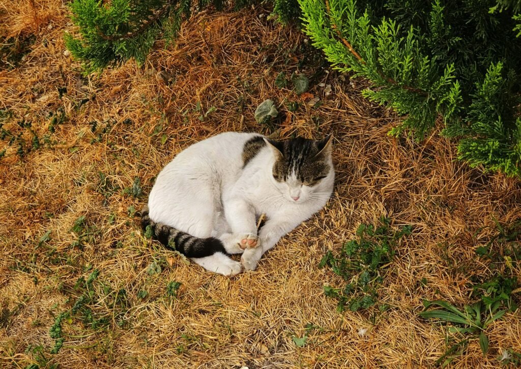 Cat Wagging Tail While Sleeping: Best 7 Expert Tips!