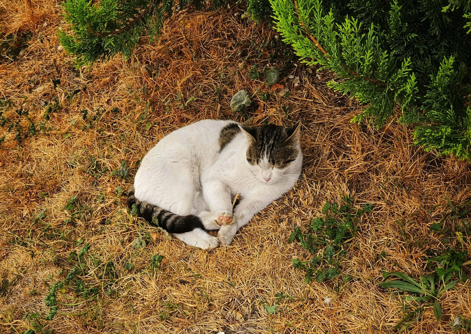Cat Wagging Tail While Sleeping: Best 7 Expert Tips!