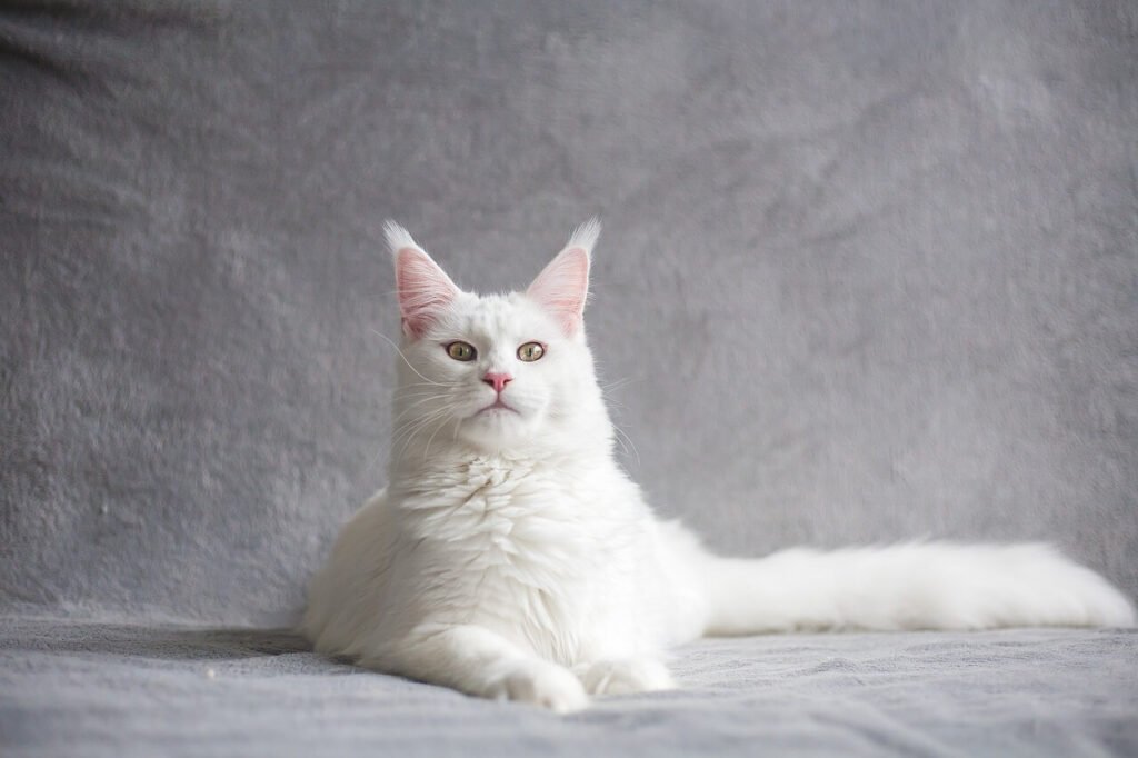 Colors of Maine Coon Cats: Best 7 Expert Tips!