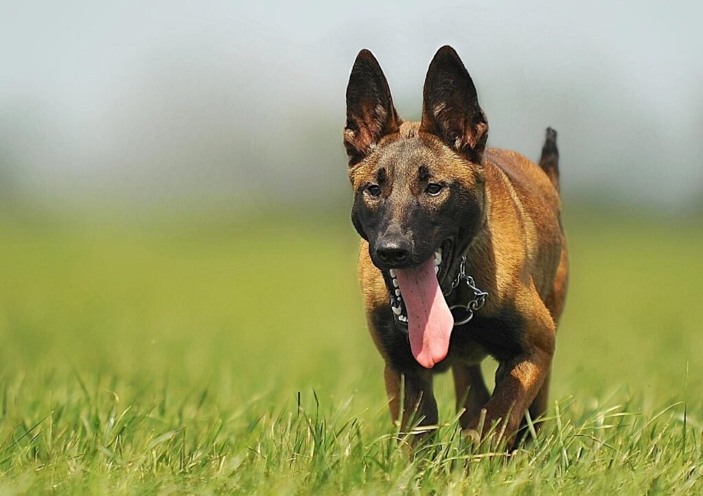 Why Choose a Belgian Malinois as Your Guard Dog? Best 7 Tips