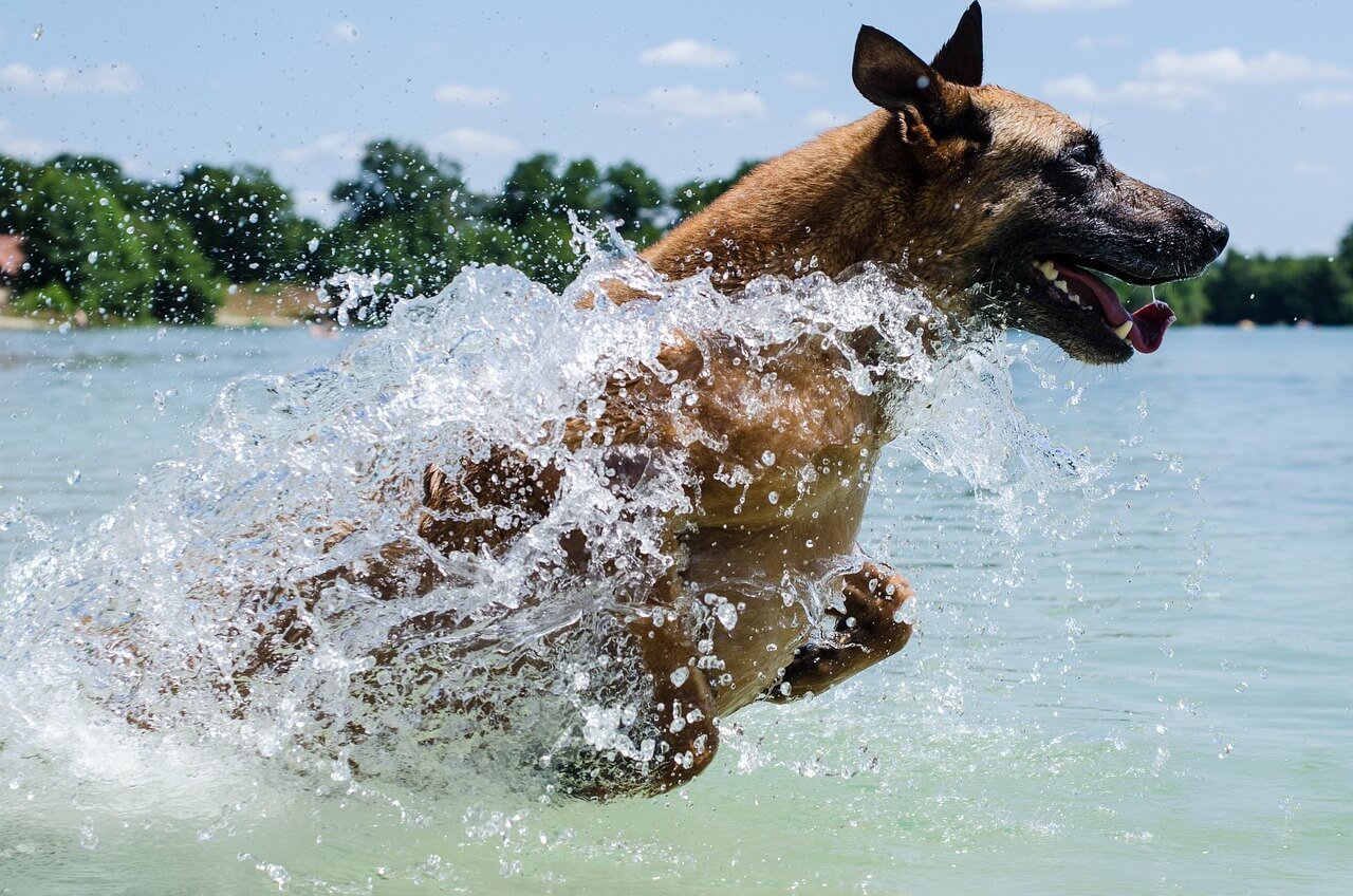 Understanding Dog Park Rules: Best 7 Expert Tips!