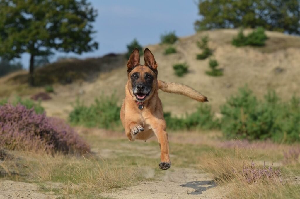 Why Is My Dog Biting His Leg? Best 7 Behavior Tips!