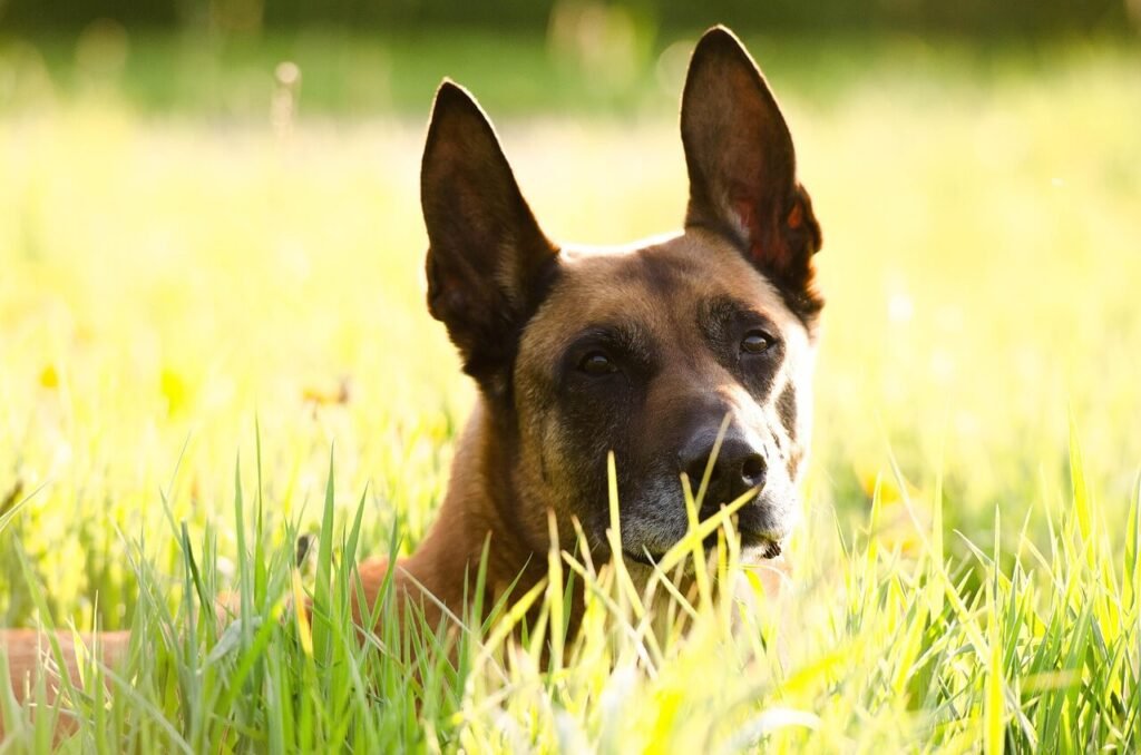 Best Service Dog Breeds for PTSD and Anxiety: Best 7 Tips!