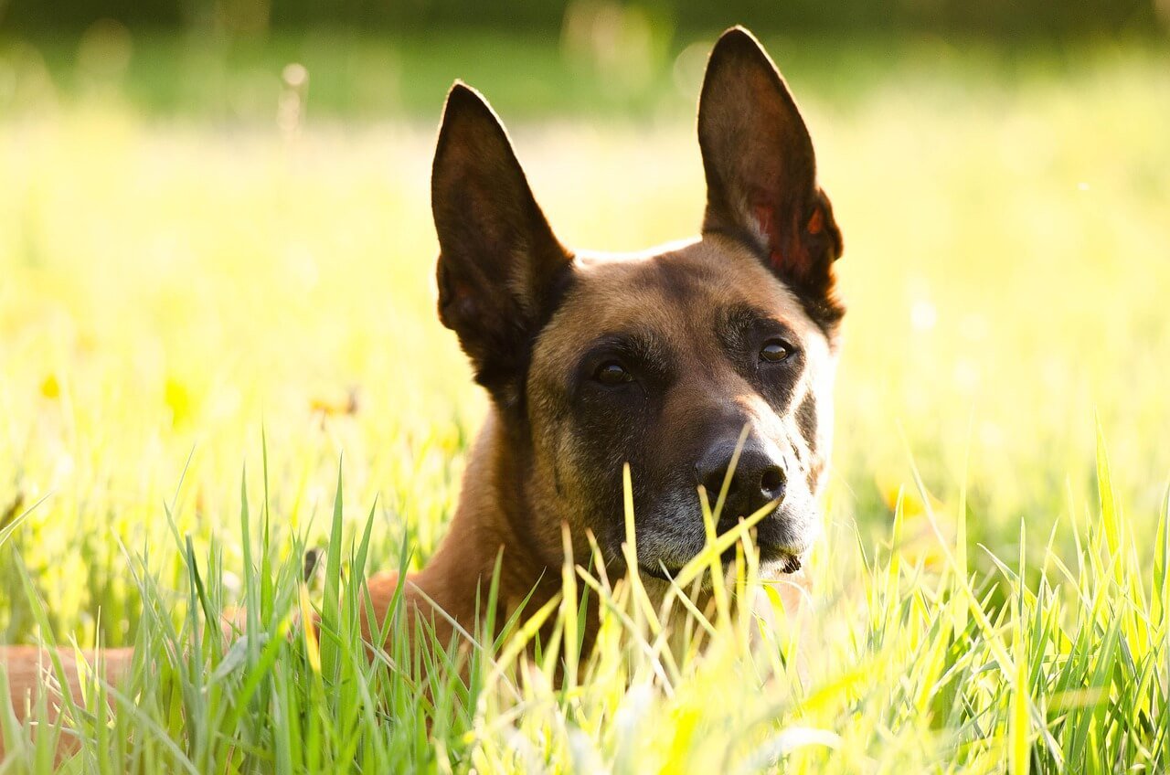 Best Service Dog Breeds for PTSD and Anxiety: Best 7 Tips!