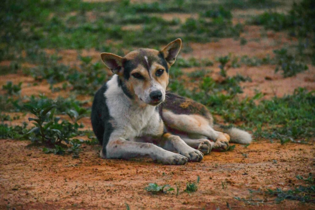 Discover the Charm of Indian Dog Breeds: Best 7 Expert Tips!