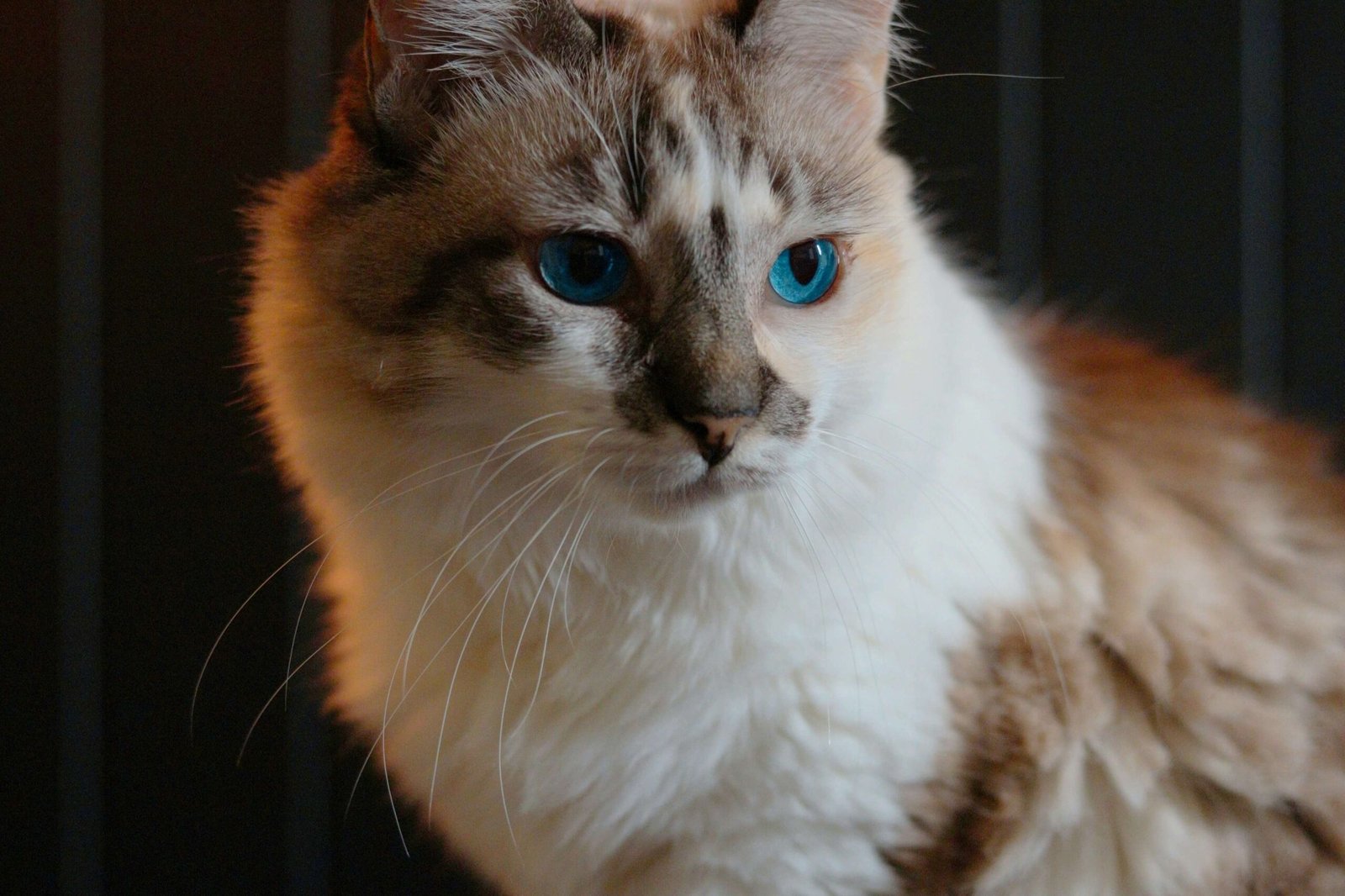 Why Does My Cat Watch Me Shower? Best 7 Expert Tips!