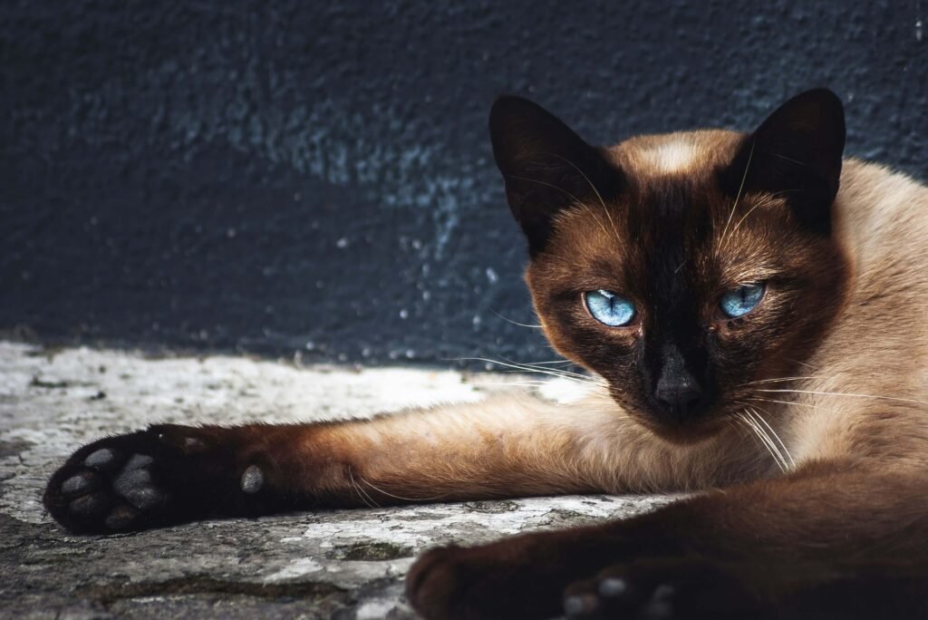 Why Does My Cat Sleep at My Feet? Best 7 Behavior Tips!