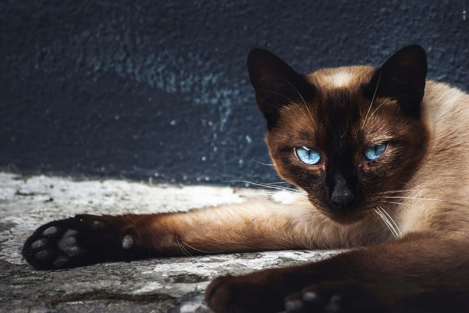 Why Does My Cat Sleep at My Feet? Best 7 Behavior Tips!