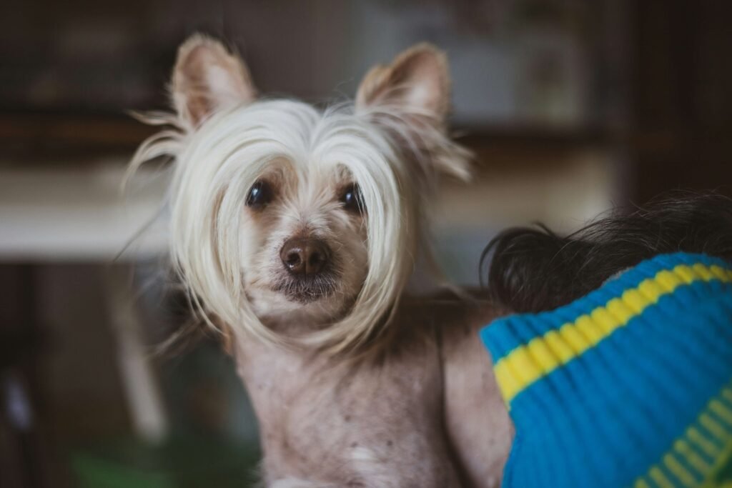 Chinese Crested Dog Price: Best 7 Expert Tips!