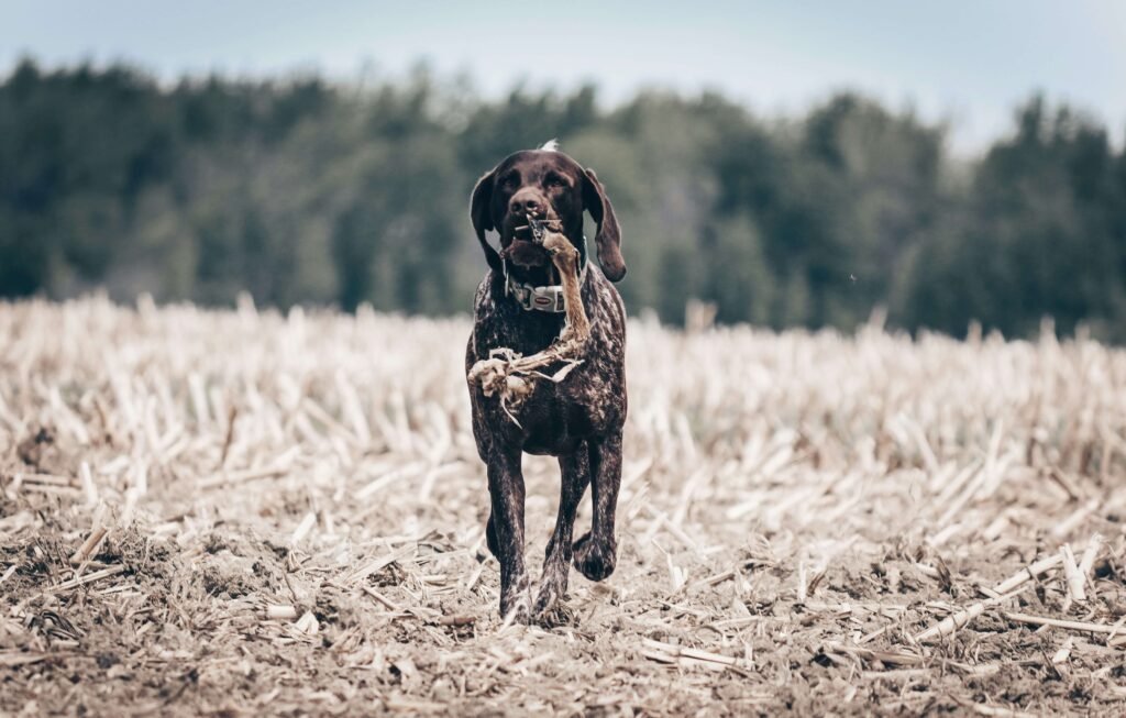 Understanding the Price of Pointer Dogs: Best 7 Tips!