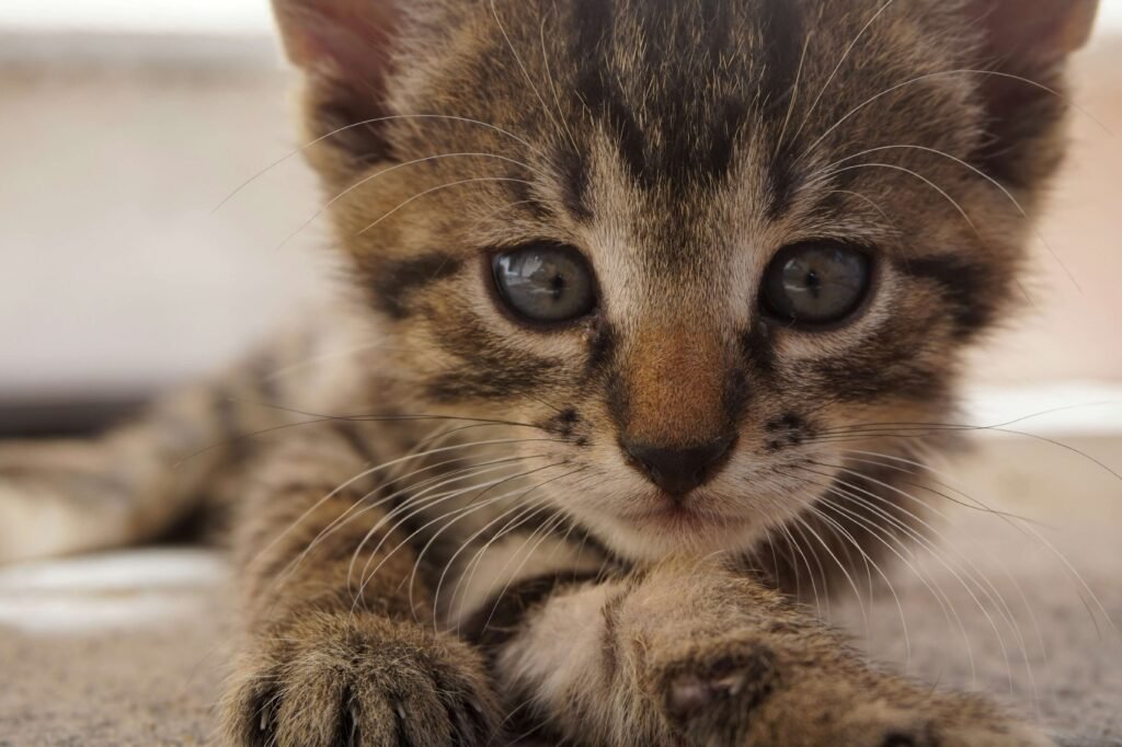 Why Your Cat Has Scabs on Its Neck: Best 7 Health Tips!