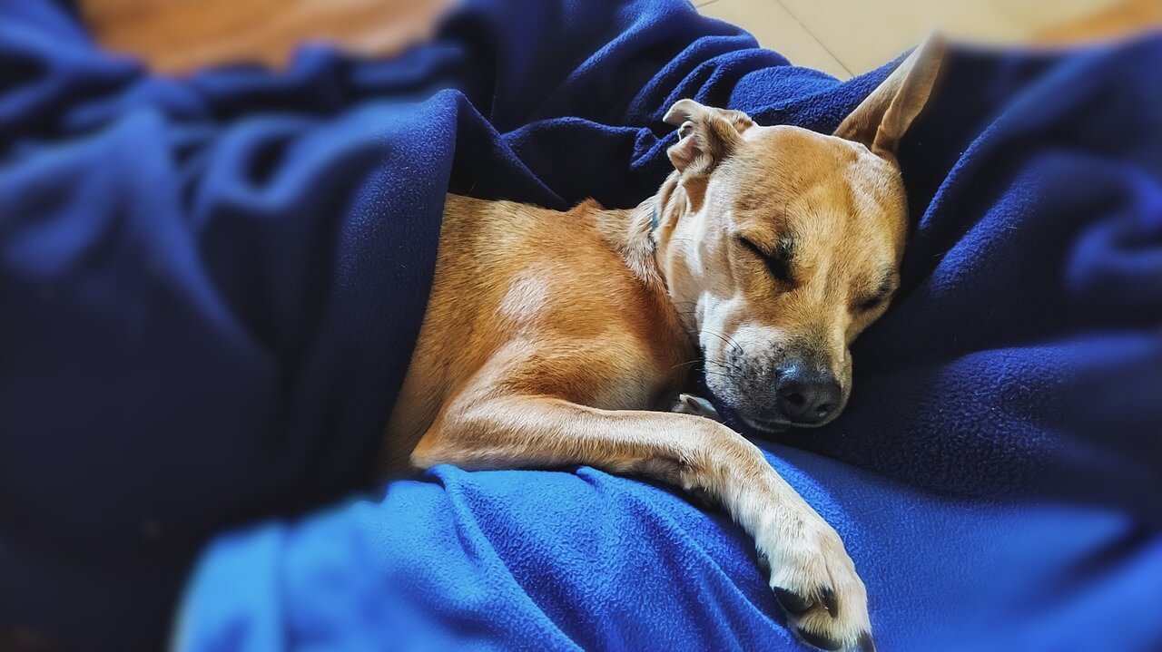 Understanding the Shrinking Dog Syndrome: Best 7 Expert Tips