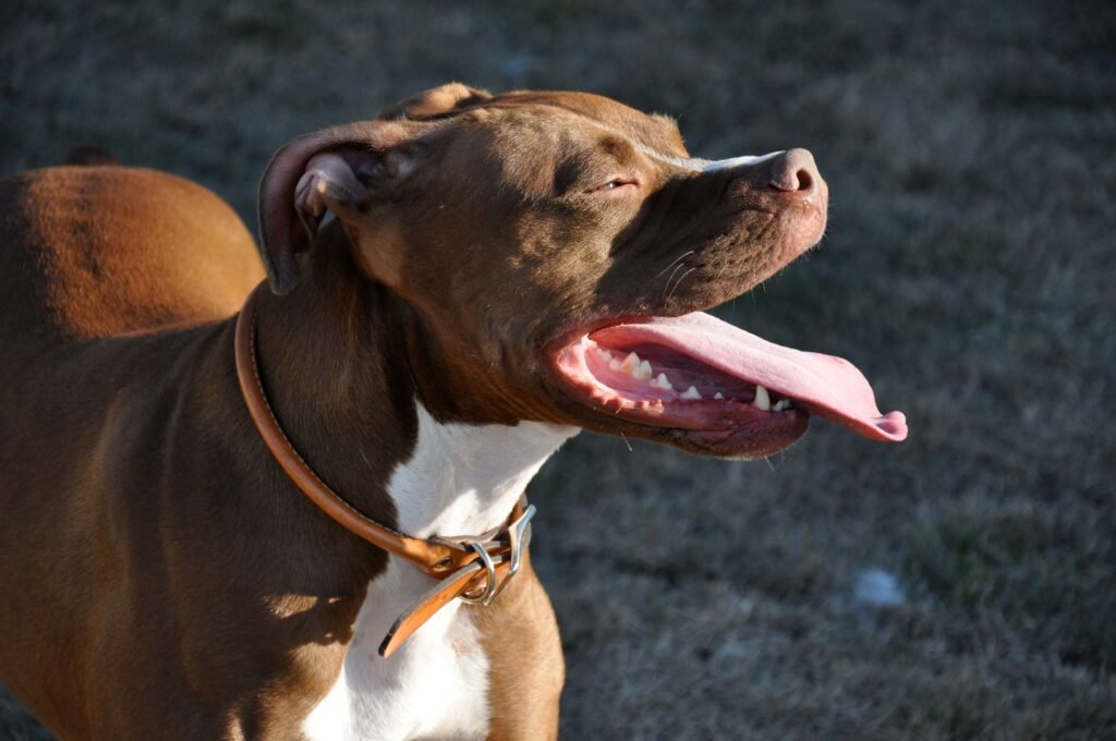 Homemade Weight Gainer for Dogs: Best 7 Expert Tips!