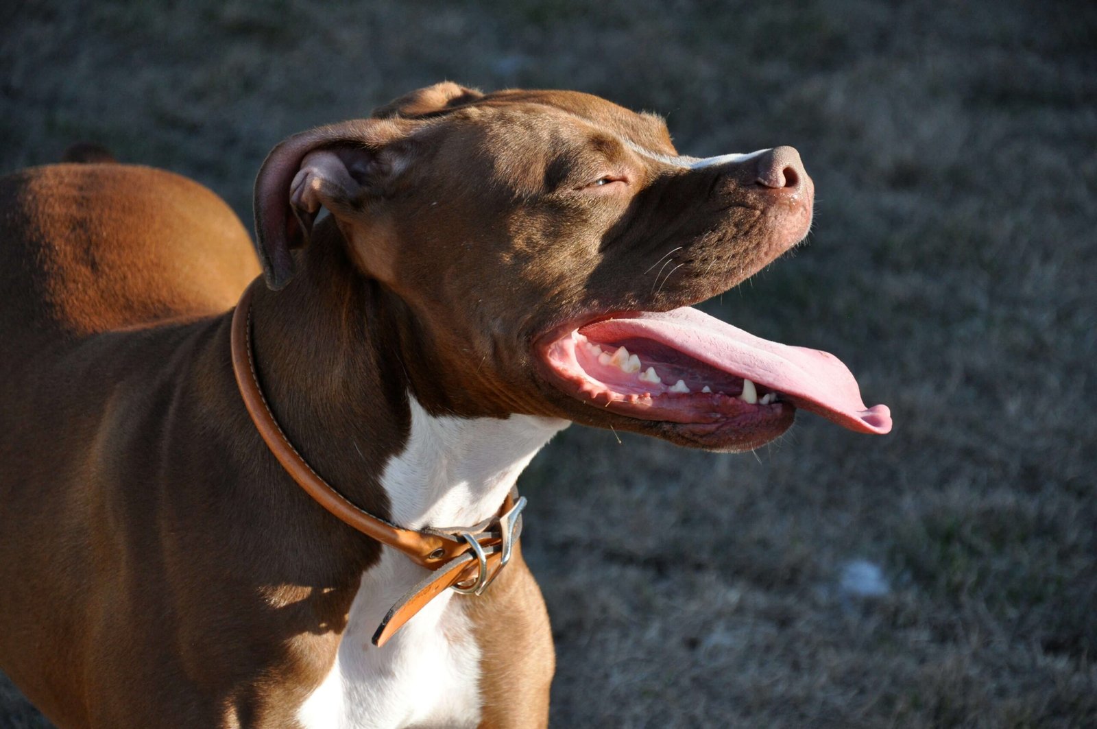 Homemade Weight Gainer for Dogs: Best 7 Expert Tips!