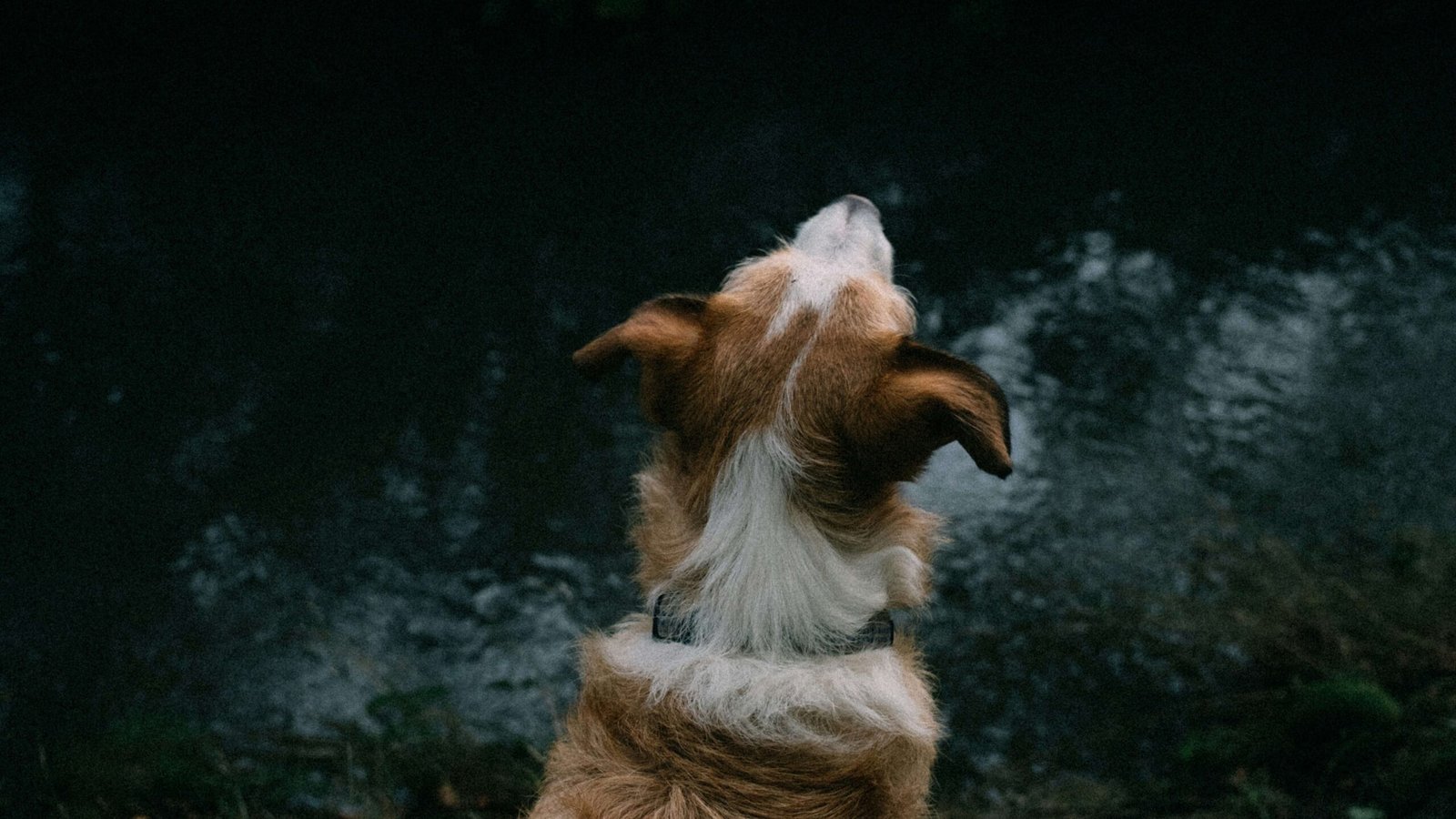 Dog Names from Movies: Best 7 Expert Tips!