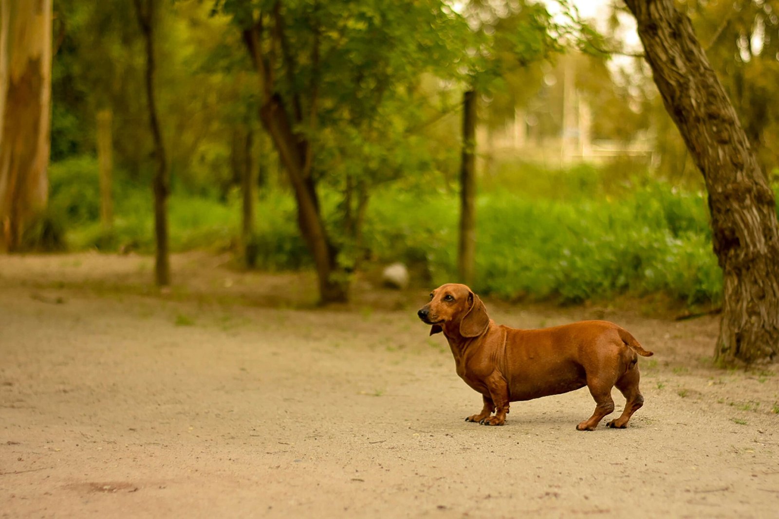 Understanding the Anatomy of a Dogs Leg: Best 7 Tips!