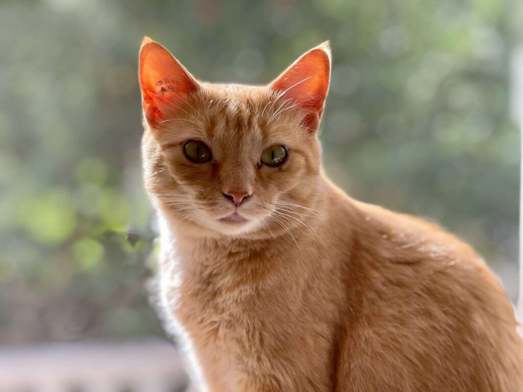 Is Ranunculus Cat Safe? Best 7 Expert Tips!