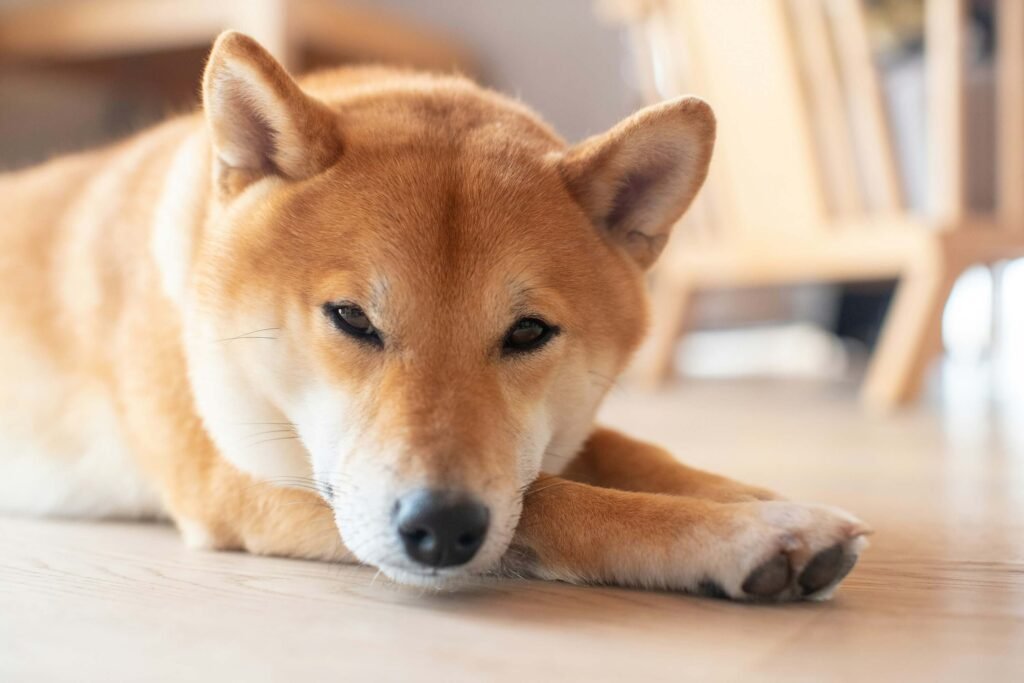 Why Is My Dog Wobbly? Best 7 Expert Tips!