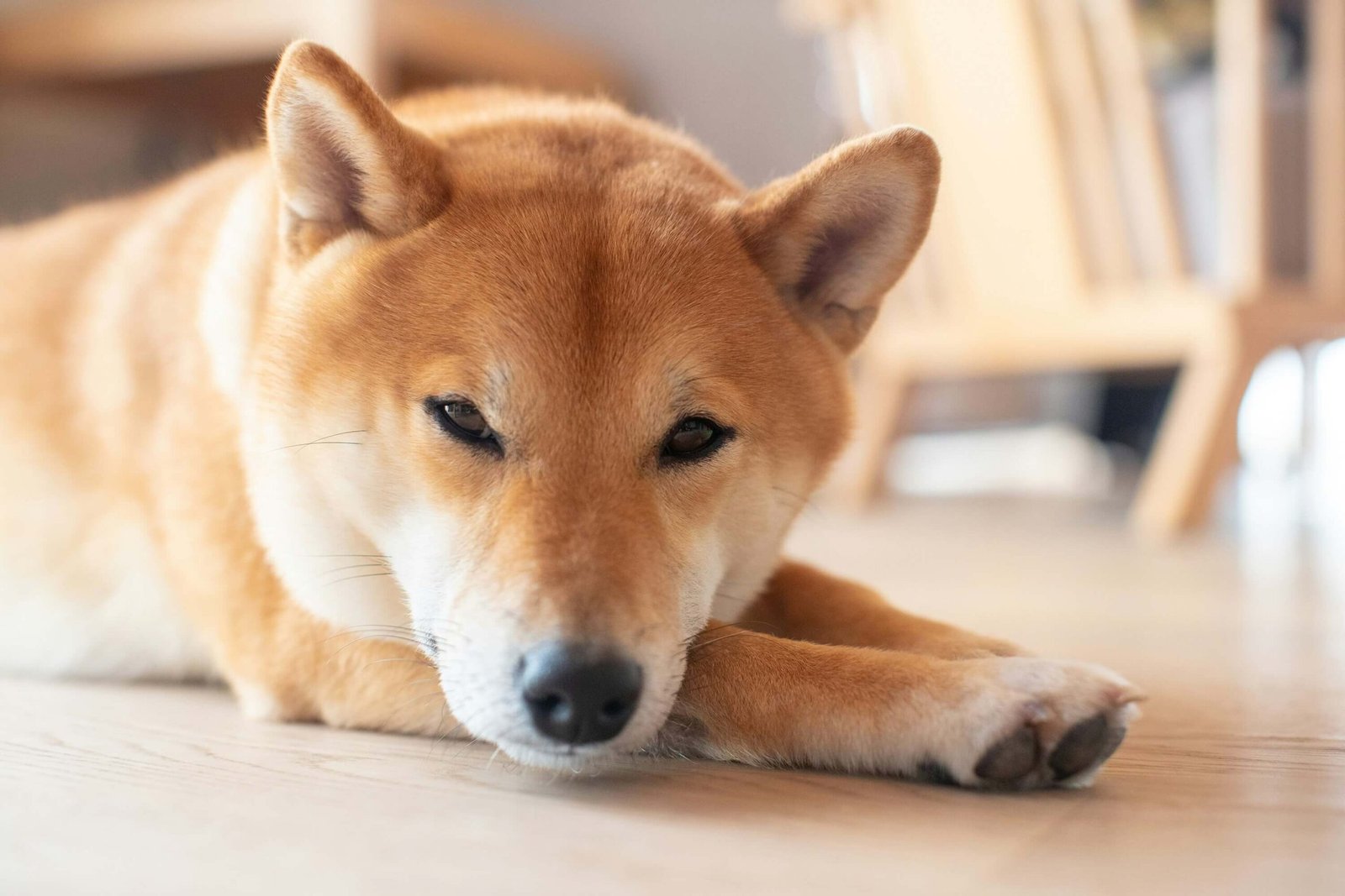 Why Is My Dog Wobbly? Best 7 Expert Tips!