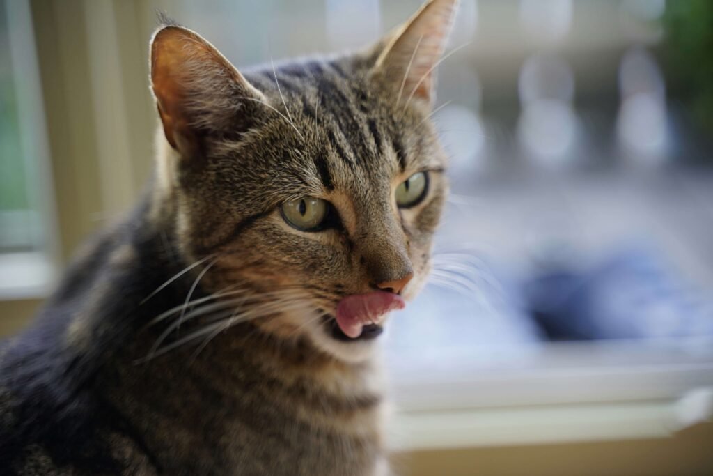 Black Cat Poop: Best 7 Expert Tips!